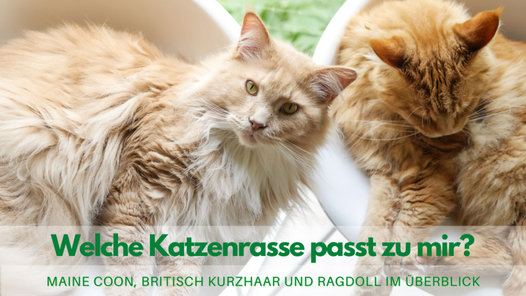 Read more about the article Diese Katzenrassen sind besonders familienfreundlich
