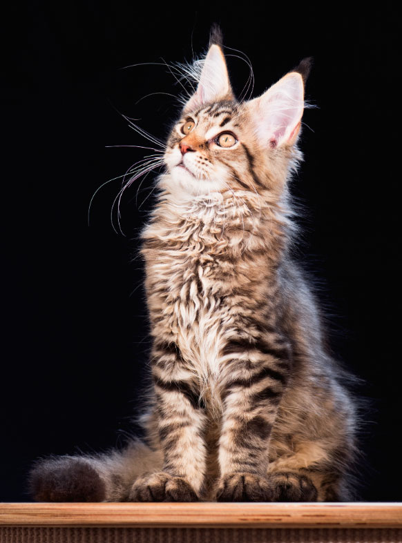 Die beliebtesten Katzenrassen im Überblick - die Maine Coon im Fokus
