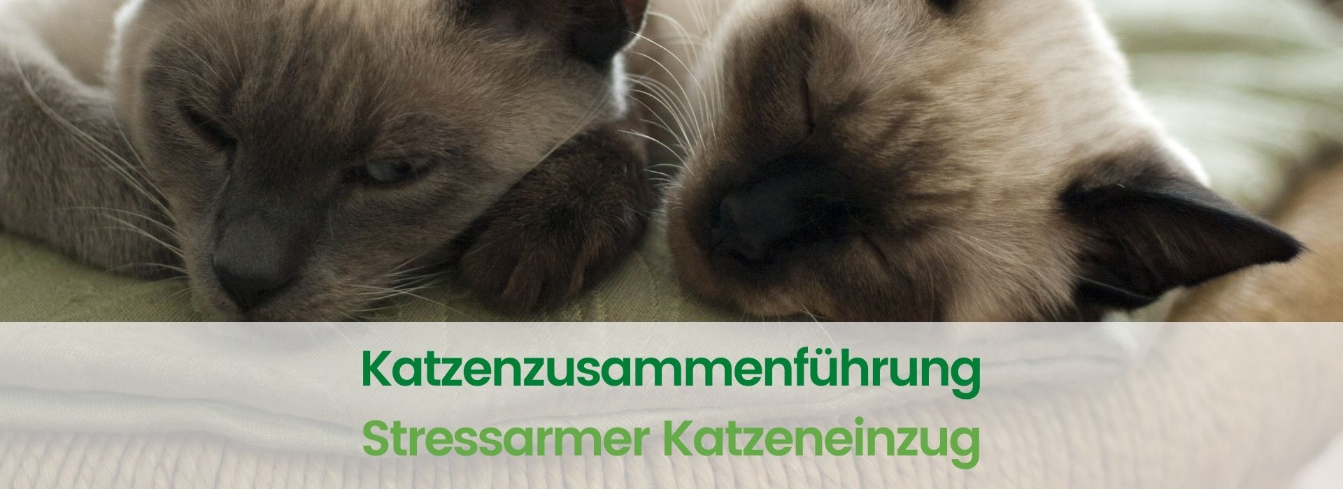 Katzen zusammenführen