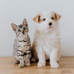 Haltung und Pflege Katzen