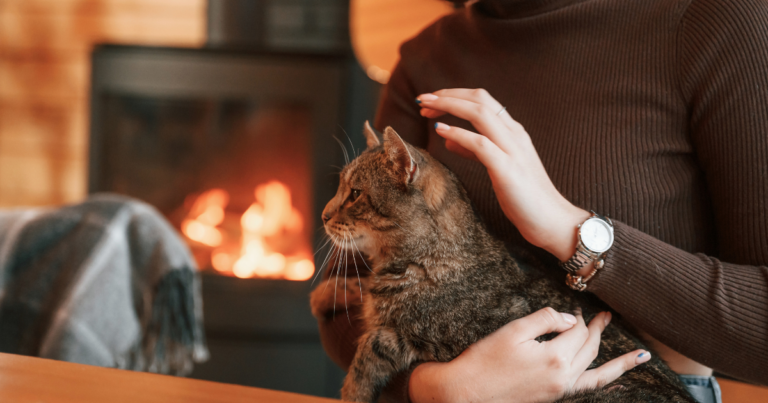 Mehr über den Artikel erfahren Haltung und Pflege von Katzen: Die 10 häufigsten Fehler