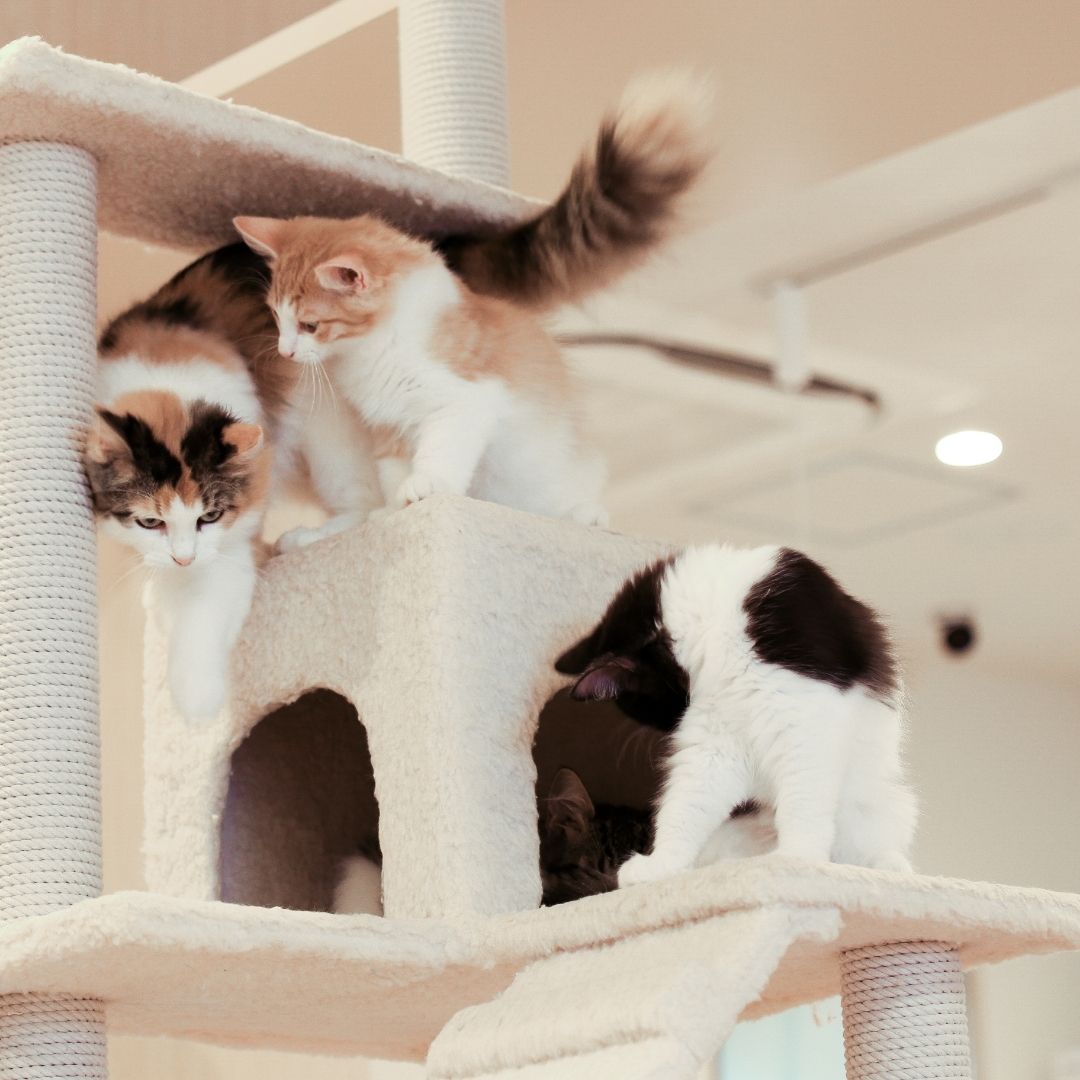 Katzen zusammenführen - Rückzugsorte schaffen