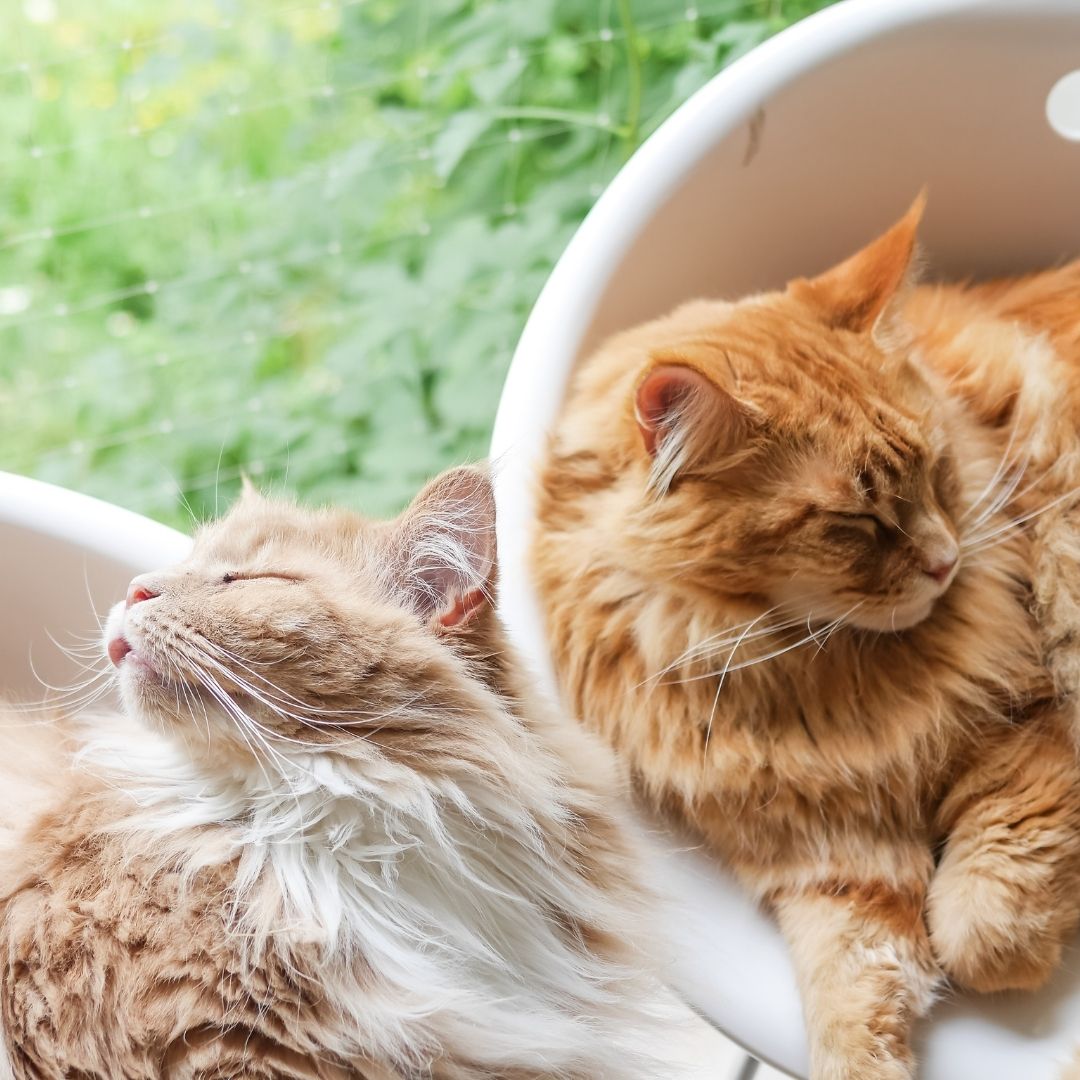 Katzen zusammenführen: Ergebnis = entspannte Katzen