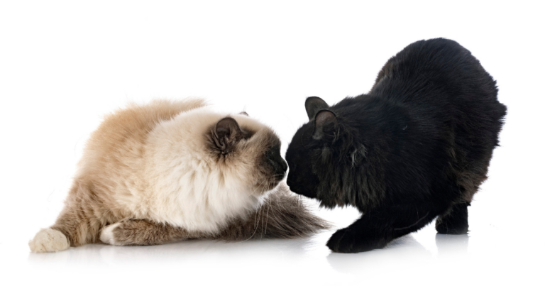 Read more about the article Katzen zusammenführen: Was Du beachten solltest