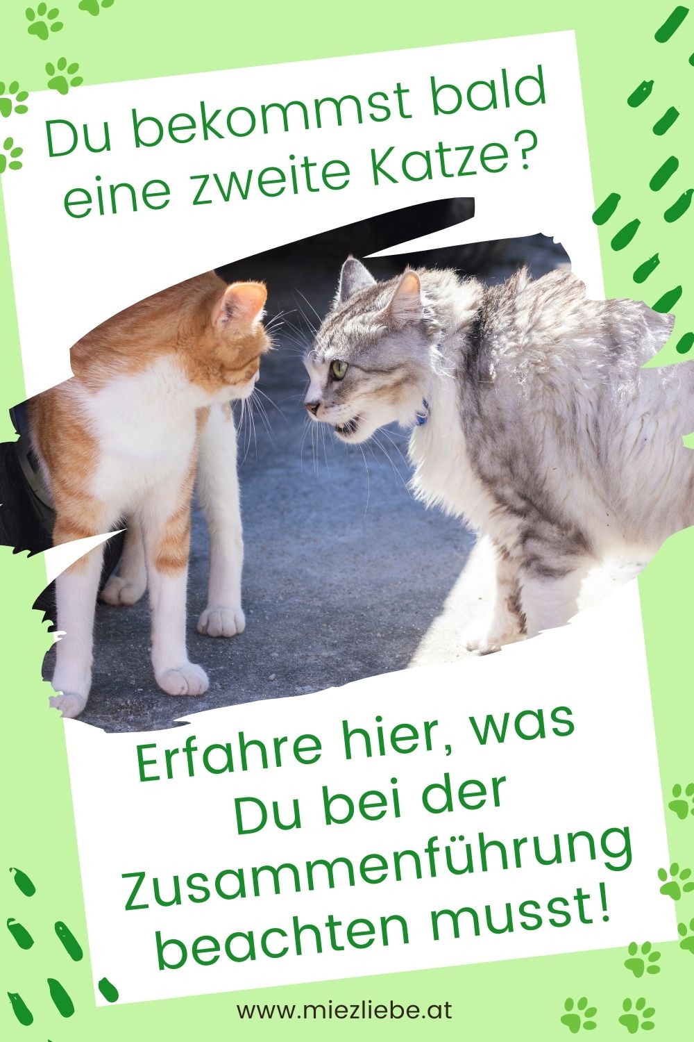 Katze zusammenführen