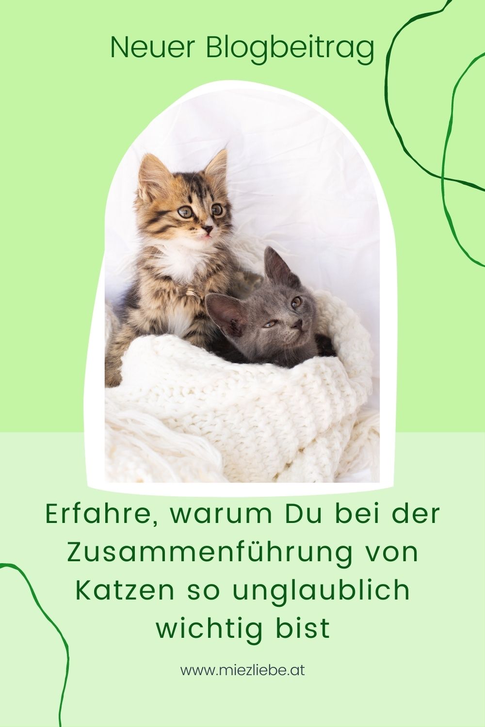 Katzenzusammenführung