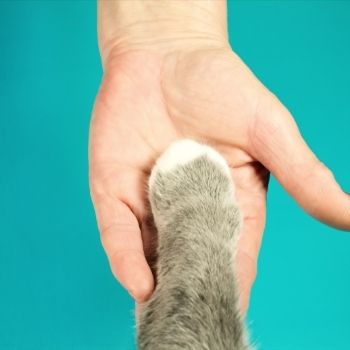 Clickertraining mit Katzen: Anleitung
