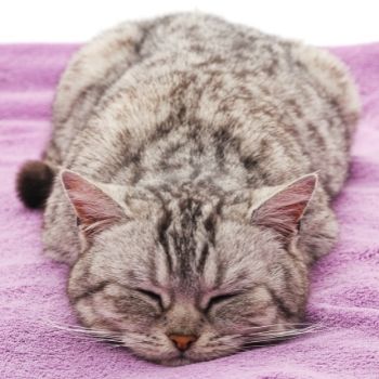 Katzen bei Hitze: Feuchtes Handtuch