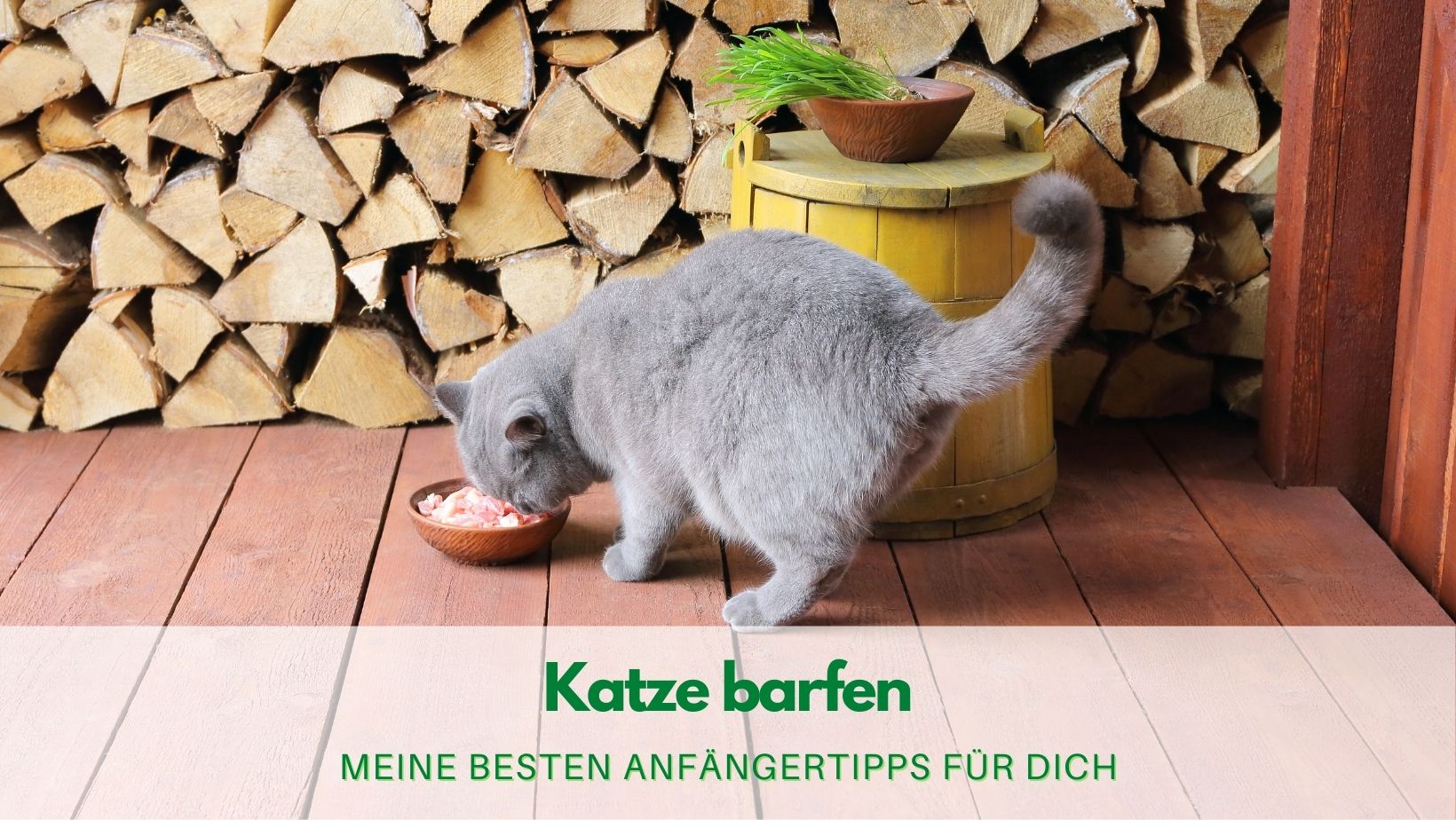 Read more about the article Katze barfen: Meine besten Anfängertipps für Dich