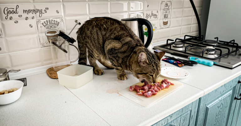 Mehr über den Artikel erfahren Katze barfen: Was das ist und warum alle davon sprechen