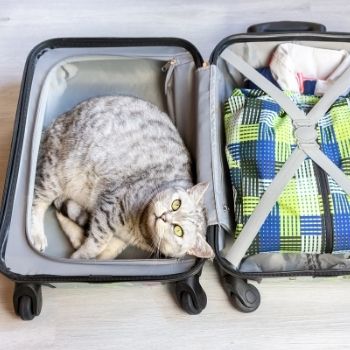 Katze und Urlaub