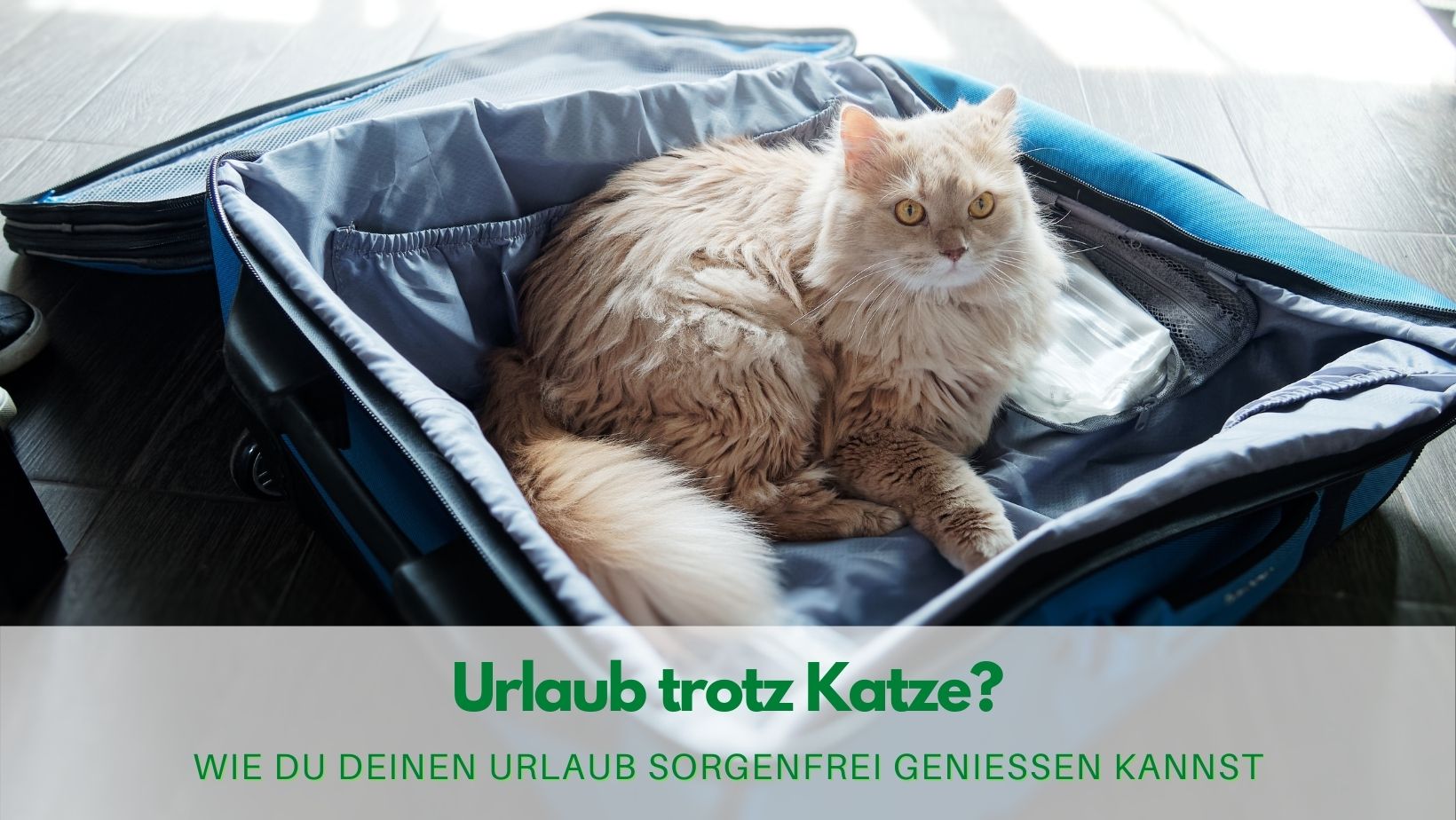 Read more about the article Katze und Urlaub: Tipps für einen sorgenfreien Urlaub
