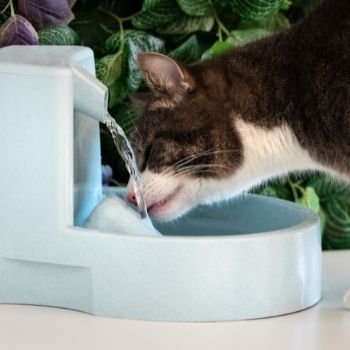 Katzen bei Hitze: Trinkmöglichkeiten anbieten