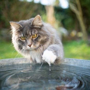 Katzen bei Hitze: Mit Wasser spielen