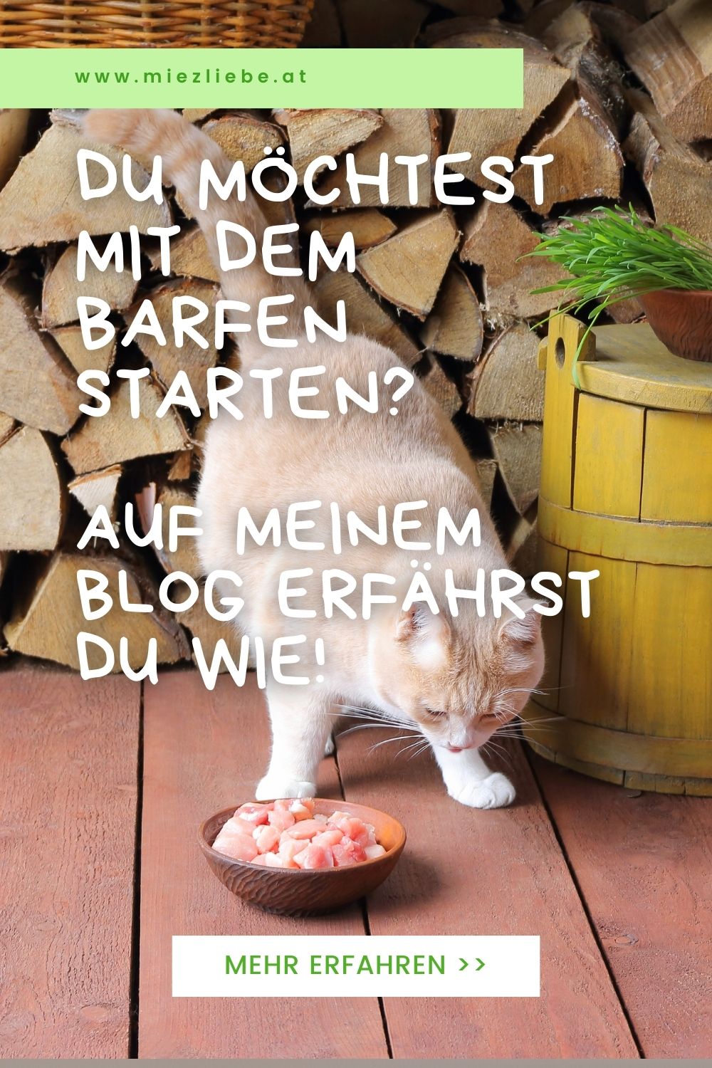 Mit dem Barfen starten Katze