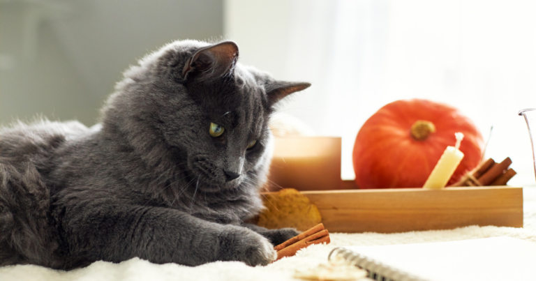 Mehr über den Artikel erfahren Ist Deine Wohnung katzensicher? Finde es jetzt heraus!