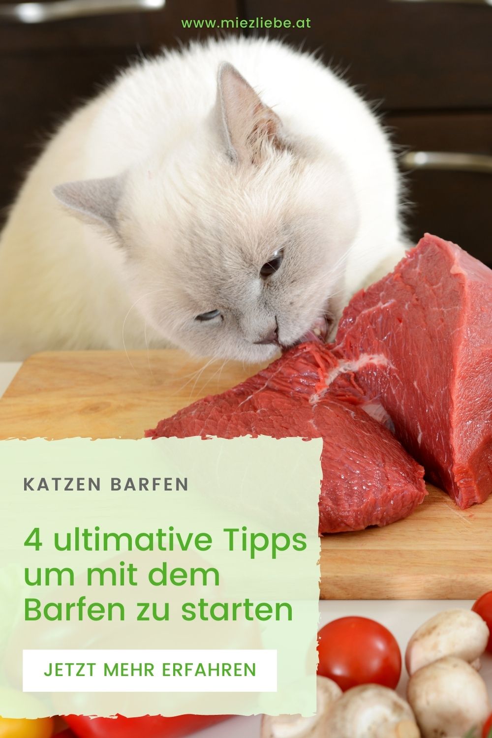 Anfängertipps Barfen Katze