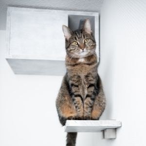 Eifersüchtige Katze: Rückzugsorte schaffen