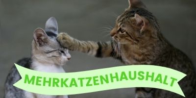 Mehrkatzenhaushalt