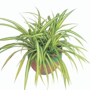 Katzenfreundliche Pflanzen: Grünlilie