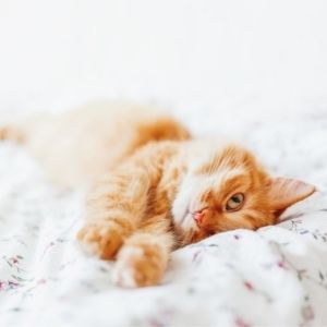 Katze im Bett: Vor- und Nachteile