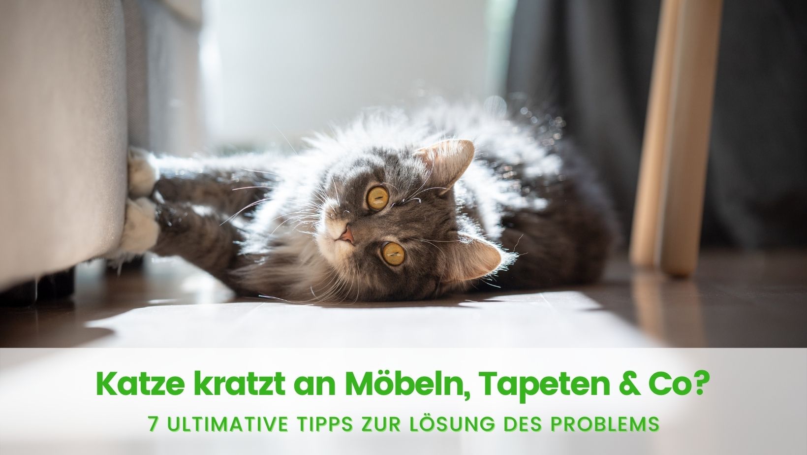 Read more about the article 7 ultimative Tipps gegen das Kratzen an Möbeln & Tapeten