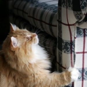 Katze kratzt am Sofa
