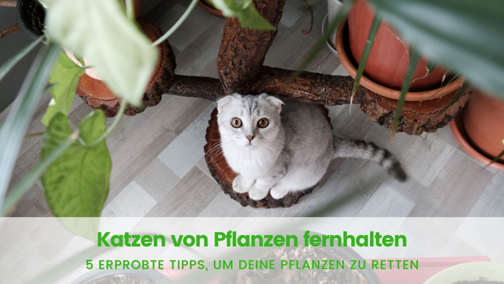 Read more about the article Katze von Pflanze fernhalten: 4 erprobte Tipps