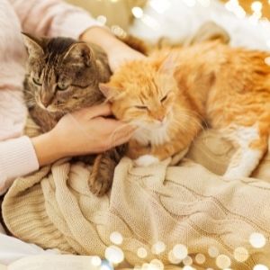 Warum Schlafen Katzen auf Menschen