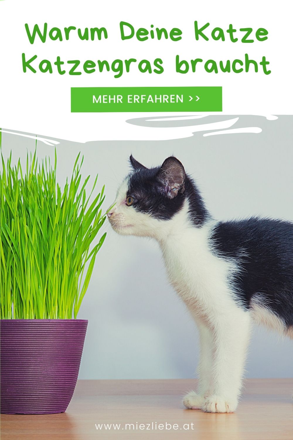Warum Deine Katze Katzengras braucht