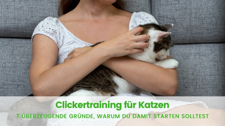Read more about the article Warum Clickertraining für Katzen so sinnvoll ist