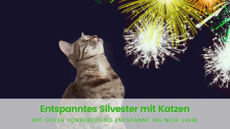 Read more about the article Silvester mit Katzen: Die besten Tipps & Tricks