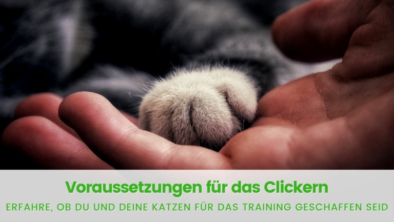 Read more about the article Voraussetzungen für das Clickern mit Katze