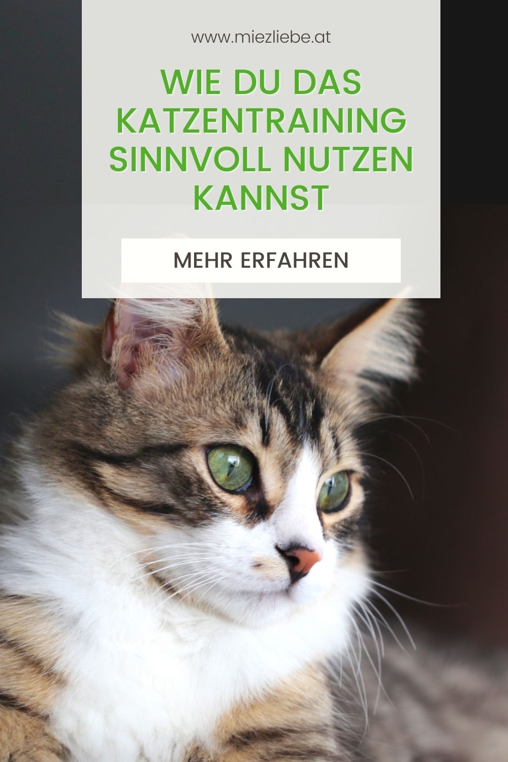 Katzentraining: Was du einer Katze alles beibringen kannst