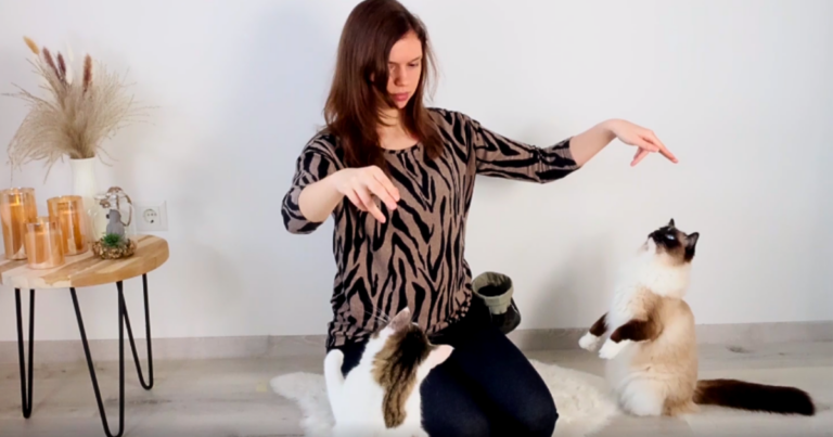 Mehr über den Artikel erfahren Clickertraining mit zwei Katzen