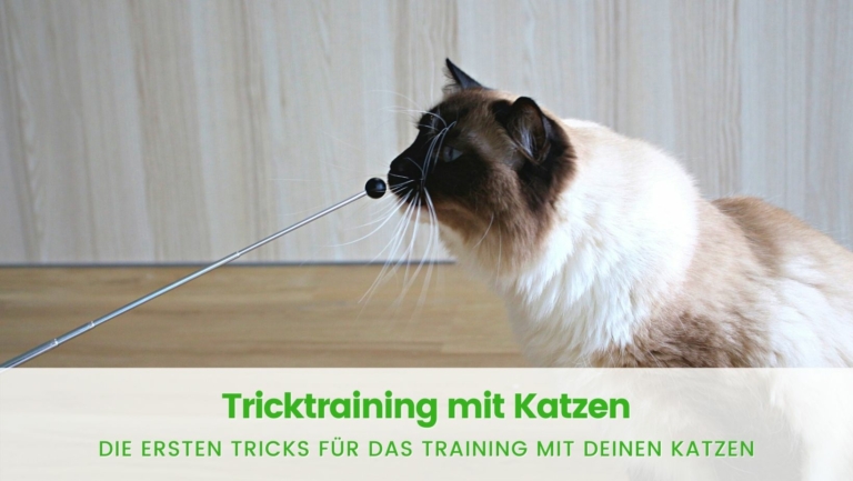 Read more about the article Tricktraining – einfache und tolle Tricks für Katzen