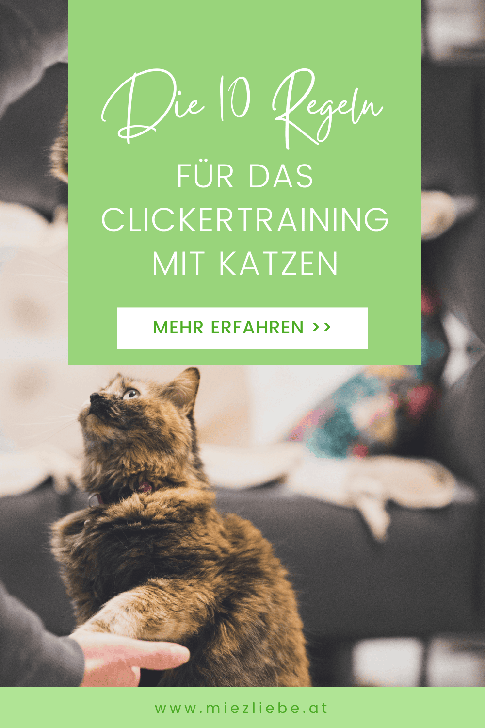 Die 10 wichtigsten Regeln für das Clickertraining mit Katze