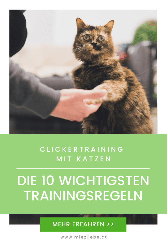 Die 10 wichtigsten Regeln für das Clickertraining mit Katze