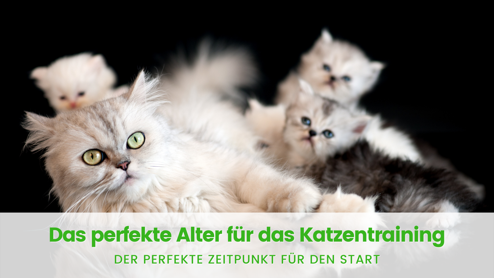 perfekte Alter Katze trainieren
