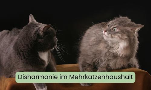 Read more about the article Disharmonie im Mehrkatzenhaushalt: Wenn Katzen streiten