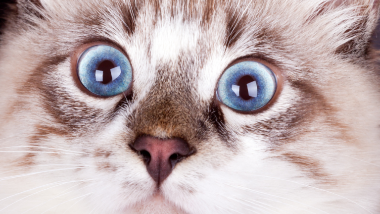 Mehr über den Artikel erfahren Stress bei Katzen: So kannst du die stillen Hilferufen erkennen und ihnen helfen!