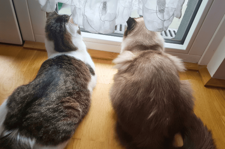 Mehr über den Artikel erfahren Wenn Katzen nicht kuscheln: So erkennst du, ob sich deine Katzen gut verstehen