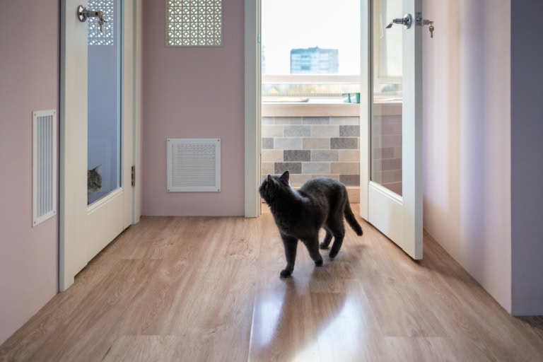 Mehr über den Artikel erfahren Katzen bei Streit trennen: Wann eine Trennung im Mehrkatzenhaushalt sinnvoll ist