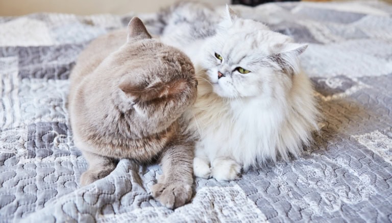 Mehr über den Artikel erfahren Wenn Nähe zu Streit führt – Warum die Stimmung zwischen deinen Katzen plötzlich kippt