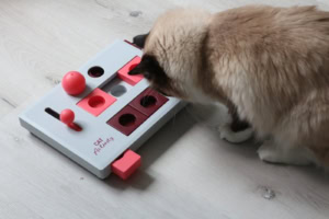 Futterbeschäftigung für Katzen