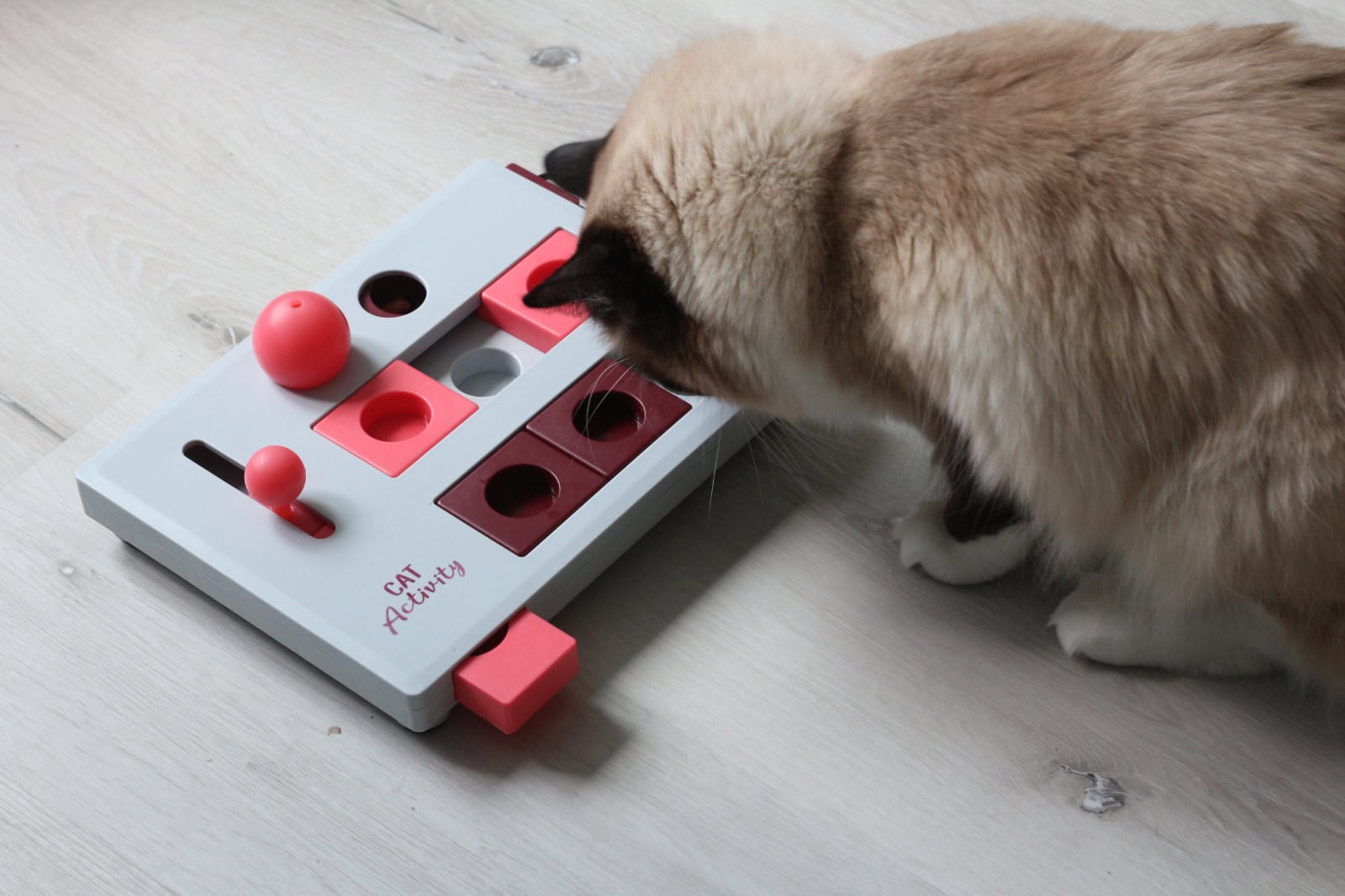 Futterbeschäftigung für Katzen