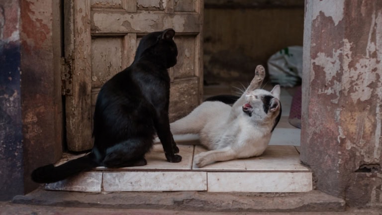 Mehr über den Artikel erfahren Katze versteht sich nicht mit neuer Katze: Warum es trotz sozialer Erfahrung knallt