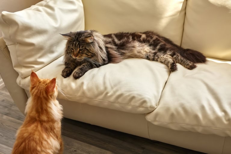 Mehr über den Artikel erfahren Die „dominante“ Katze verstehen: Was wirklich hinter Attacken steckt