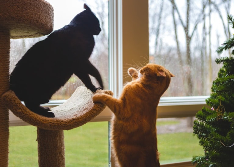 Mehr über den Artikel erfahren Die drei häufigsten Fehler bei Katzenstreit – und wie du es besser machst