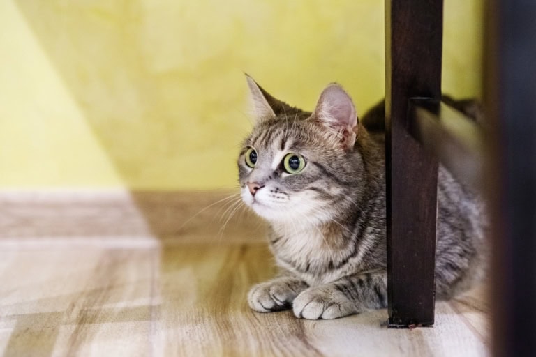 Mehr über den Artikel erfahren Angst bei Katzen lösen: Desensibilisierung & Gegenkonditionierung einfach erklärt